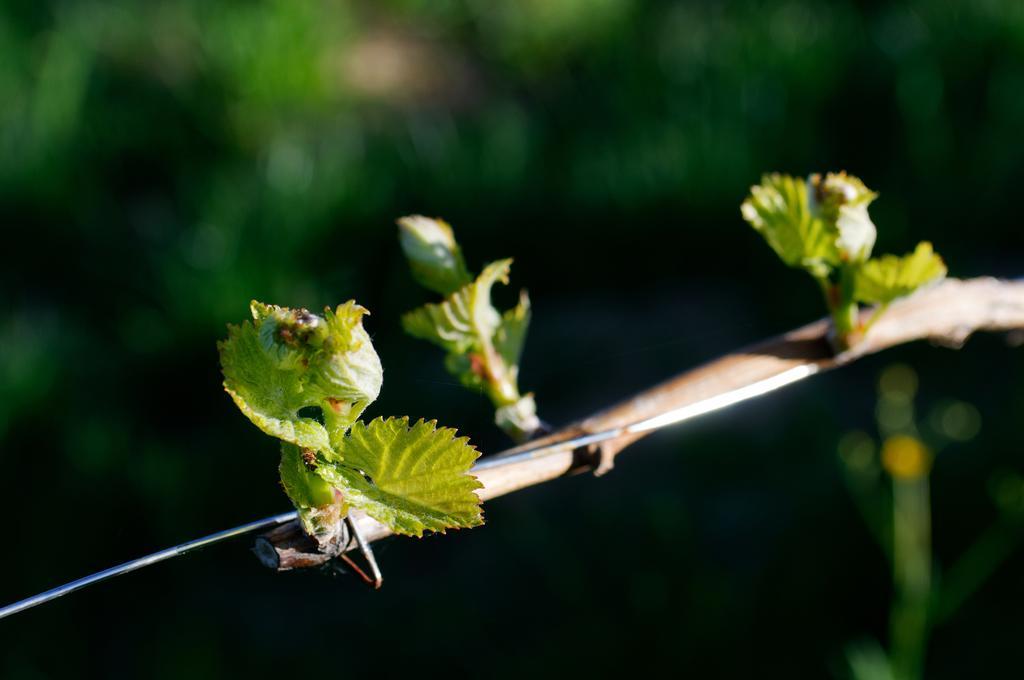 Weingut Winzerzimmer Rothschädl Leutschach Exterior foto